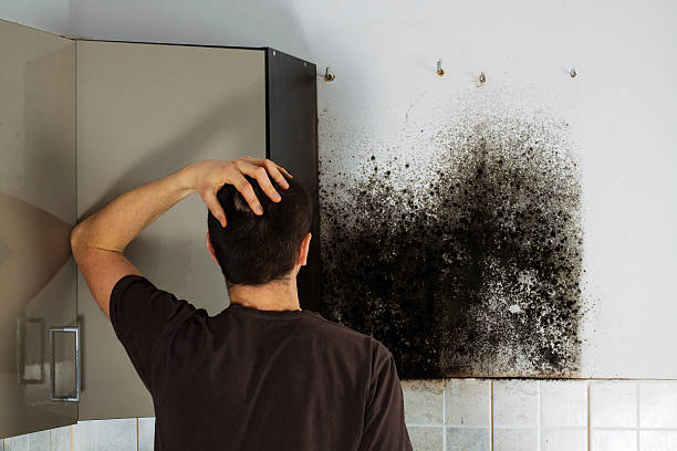 Trusted Lakeland, NY Mold Remediation Experts