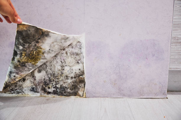 Best Residential Mold Remediation in Lakeland, NY